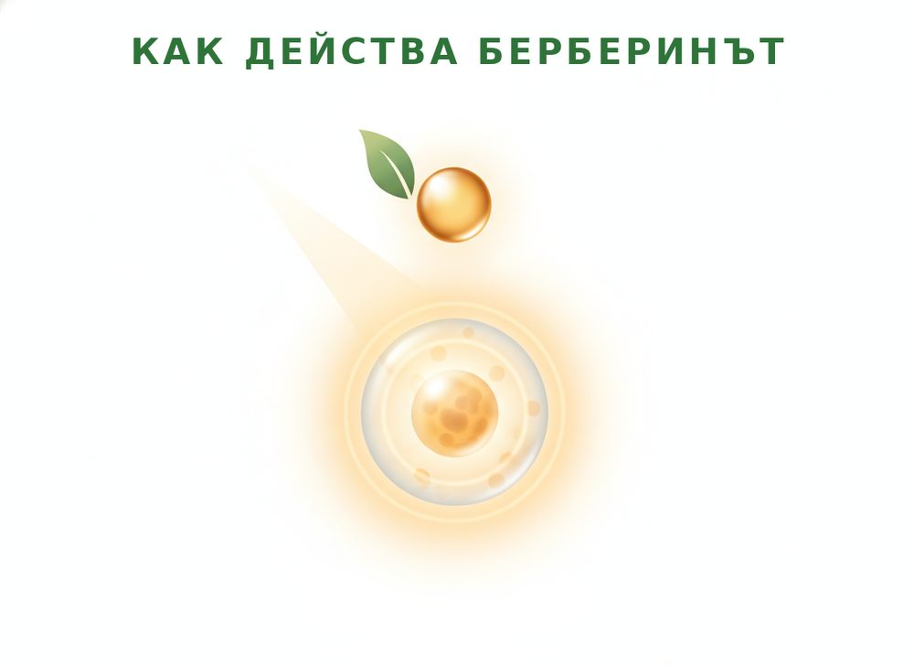 Берберис — естественият източник на берберин